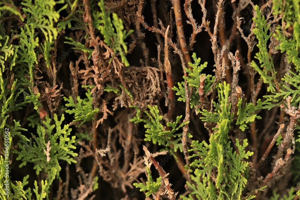 Pine Texture Pine Texture