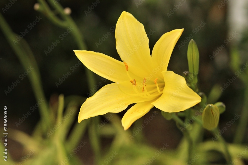Obraz premium Yellow Flower
