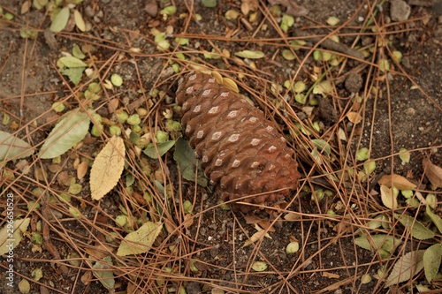 Pine Cone on the Ground