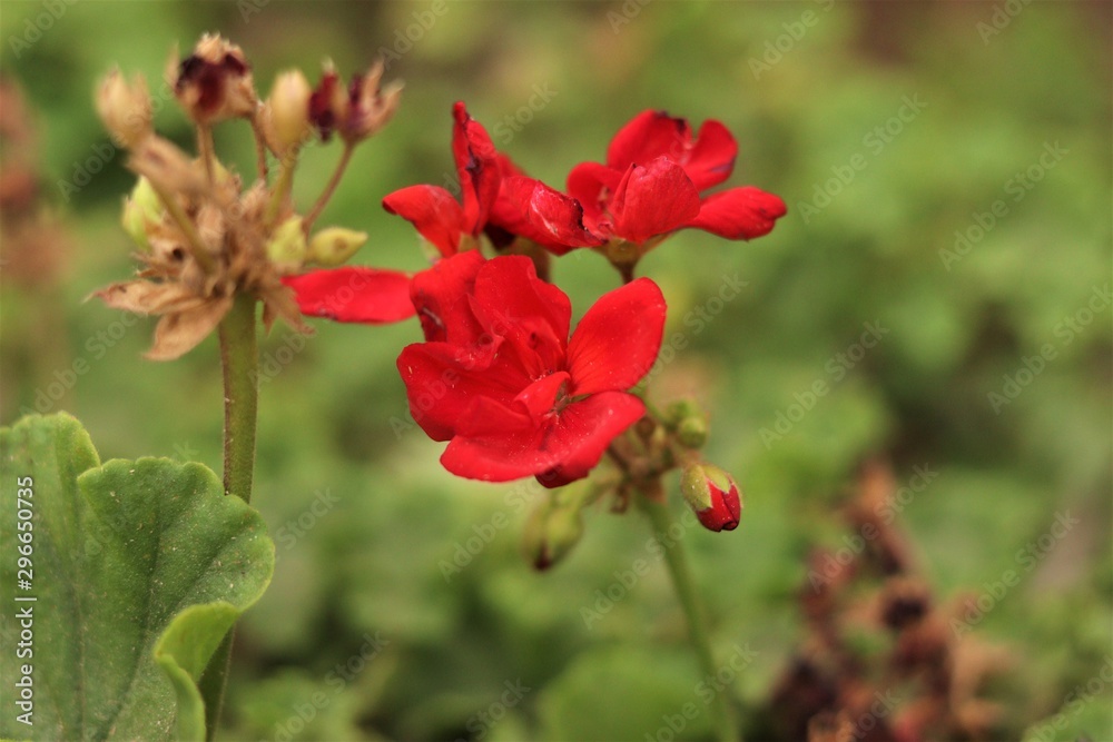 Red Roses