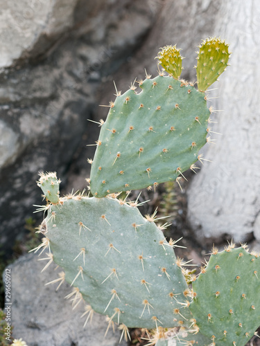 Prickly pear cactus  Opuntia ficus-indica 