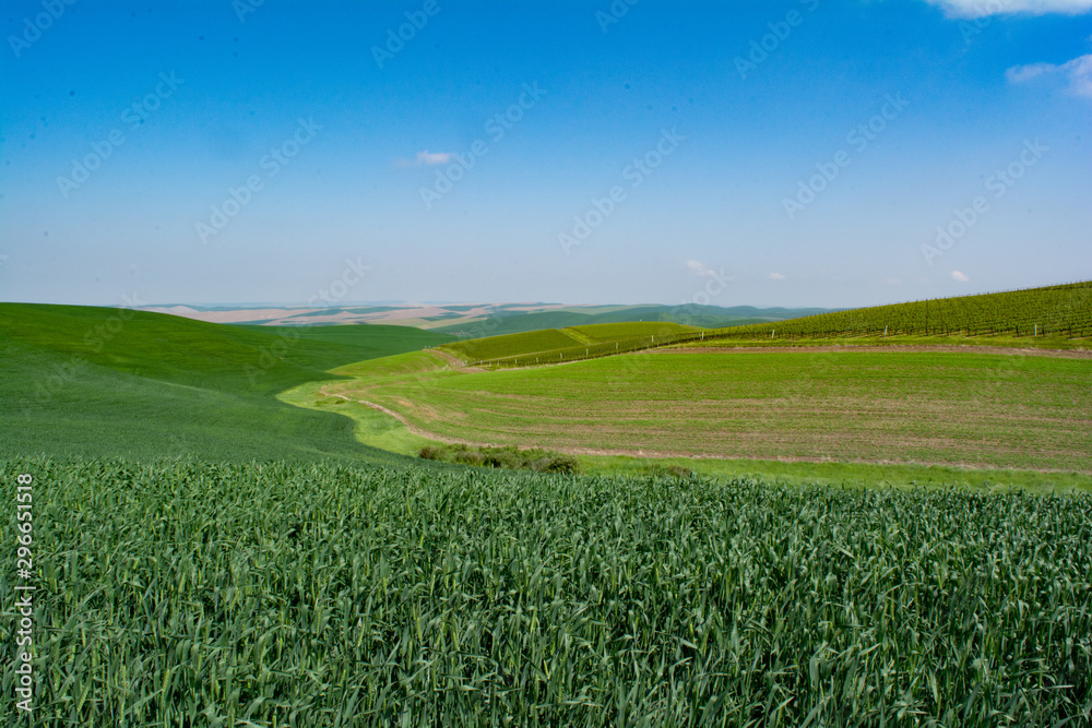 Fototapeta premium wheat and wine