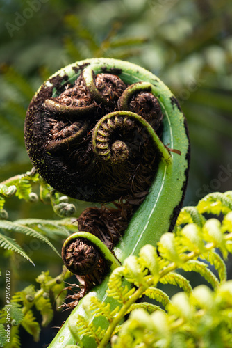 Close up of a New Zealand fern (Koru)
