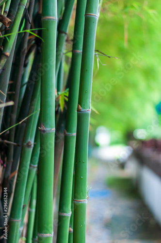 Fototapeta Naklejka Na Ścianę i Meble -  Bamboo trees in the garden