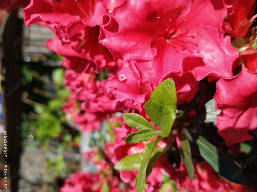 Fototapeta premium flowers in the garden
