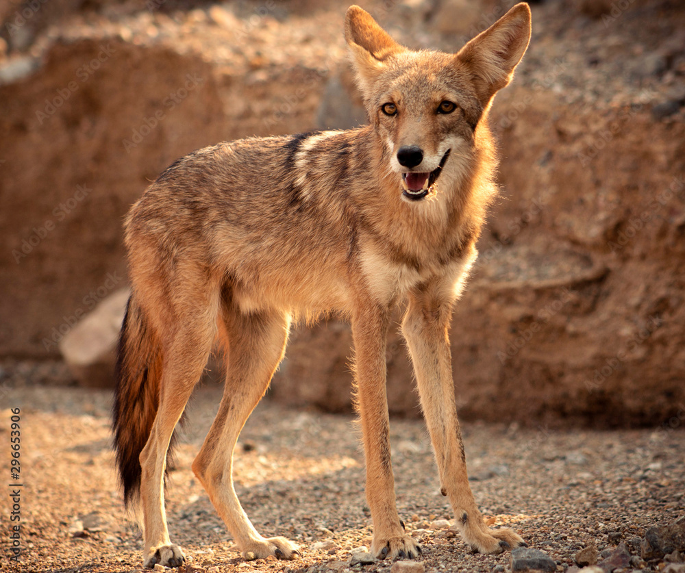 Fototapeta premium Coyote Close-Up