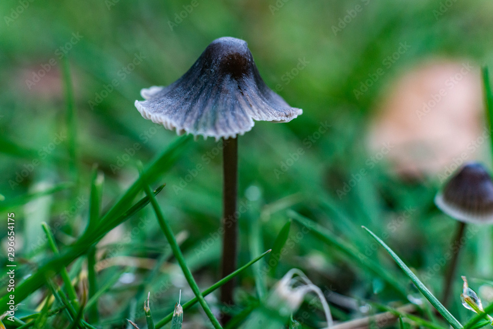 mushroom in the forest mushroom in the forest