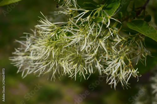 Plant life, the environment