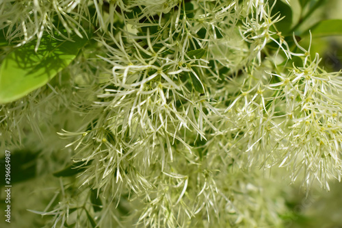 Plant life, the environment