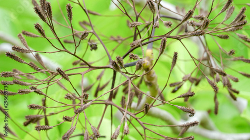 pisonia seed burrs on a tree at heron island on the great barrier reef photo