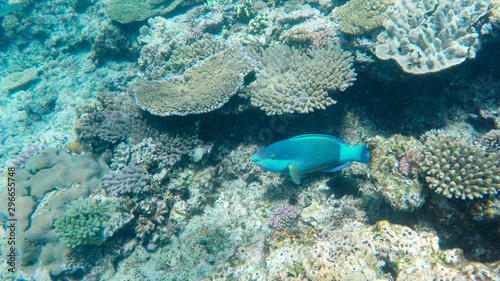 sixband parrotfish on the great barrier reef at heron island photo