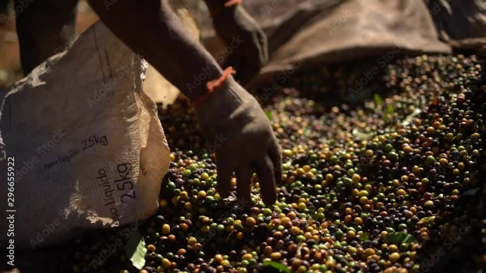 Farmer stirring the coffee in the drying yard Farmer stirring the coffee in the drying yard