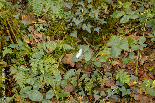 White feather fallen onto leaf below roosting area in woodland in Autumn
