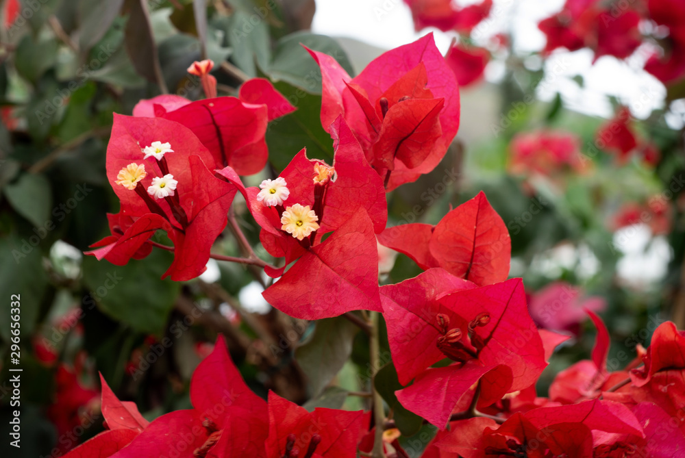 red flowers in garden