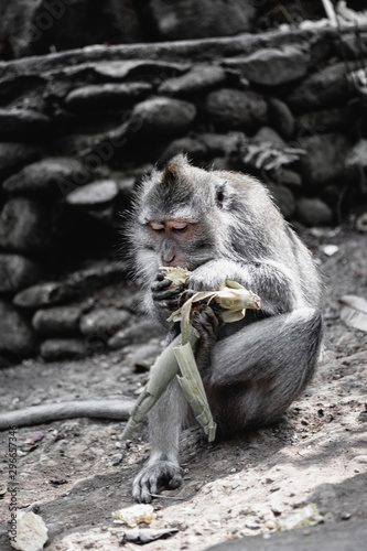 Monkey forest, Ubud.