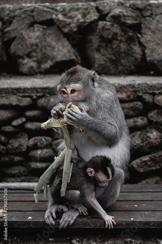 Monkey forest, Ubud.