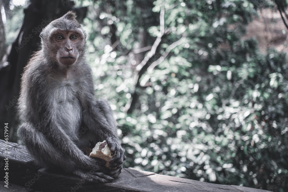 Fototapeta premium Monkey forest, Ubud.