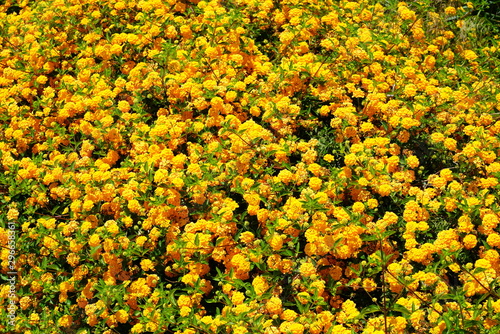 Background of Yellow lantana flowers