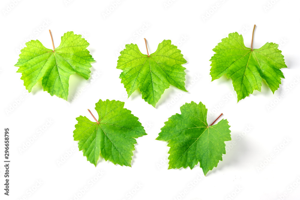 Set of Grape leaves isolated on white blackground. top view Set of Grape leaves isolated on white blackground. top view