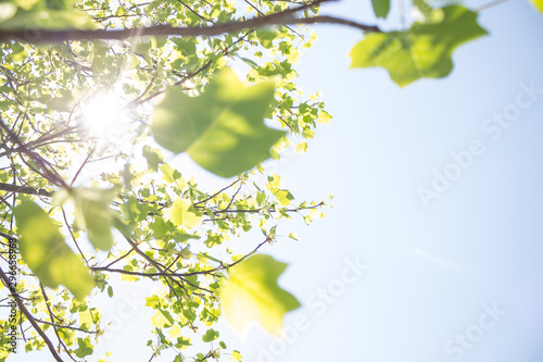 green leaves of tree