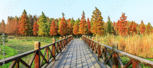 Fototapeta Naklejka Na Ścianę i Meble -  Wood road and beautiful colorful forest landscape in autumn
