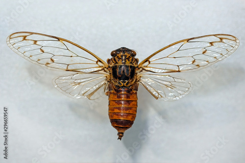 Tanna japonensis is a species of semi-winged cicadas of the family of song cicadas. photo