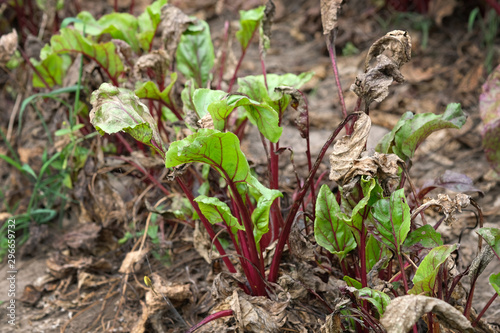 Beets grow on a personal plot. Beets with green and dry leaves in the garden. Growing vegetables.