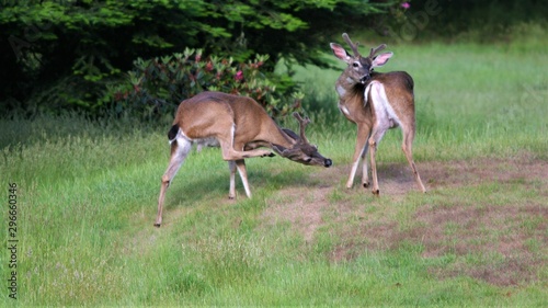 Two male black tail male deer preening.