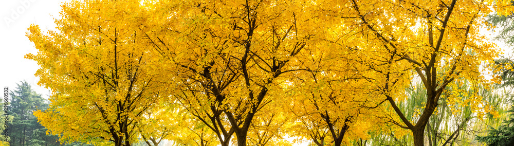 Beautiful yellow ginkgo tree in autumn garden