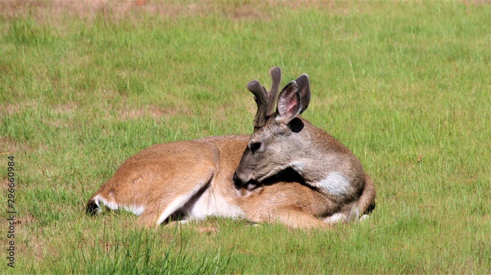 A young deer with it's velvet horns A young deer with it's velvet horns