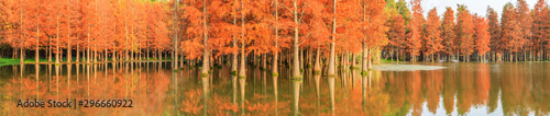 Fototapeta Naklejka Na Ścianę i Meble -  Beautiful colorful forest landscape in autumn season