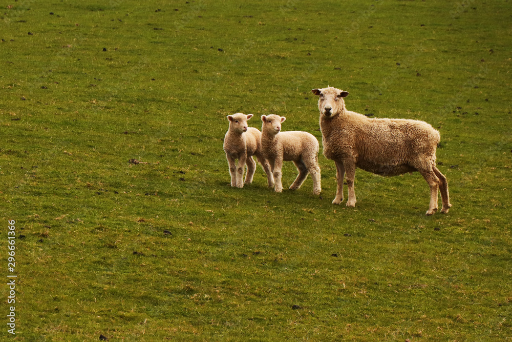 Flock of sheep, farming, lamb, New Zealand agriculture Flock of sheep, farming, lamb, New Zealand agriculture