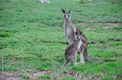 Kangaroos 