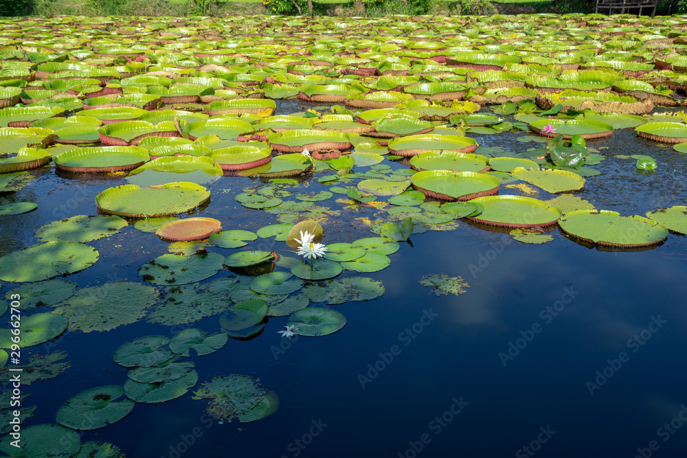 Victoria amazonica in the pond with giant green leaves cover the pond surface to create a beautiful landscape in nature Victoria amazonica in the pond with giant green leaves cover the pond surface to create a beautiful landscape in nature