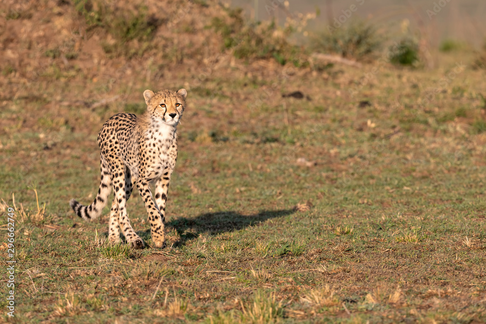 Young cheetah walking into the golden early morning sunlight. Image taken in the Maasai Mara, Kenya. Young cheetah walking into the golden early morning sunlight. Image taken in the Maasai Mara, Kenya.