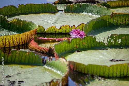 Flower of the Victoria Amazonica, or Victoria Regia, the largest aquatic plant in the world in the Amazon Rainforest in Thailand