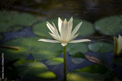 White lotus with green leaves on blue water