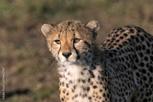 Close up of a young cheetah looking directly at the camera. Image taken in the Maasai Mara, Kenya.	