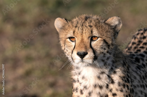 Close up of a cheetah.  Image taken in the Maasai Mara, Kenya.