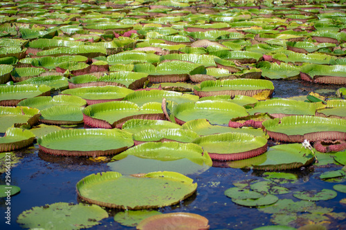 Background of Amazon lily pad (Victoria Regia) lotus leaves 