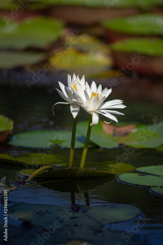 White lotus with green leaves on blue water