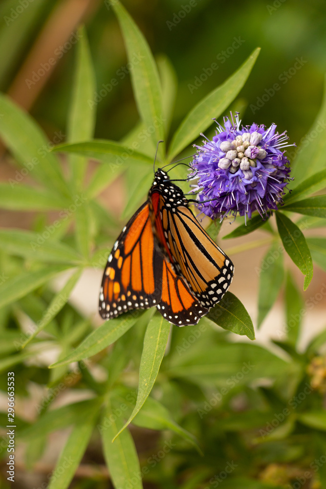 Monarch Butterfly Feeding Monarch Butterfly Feeding