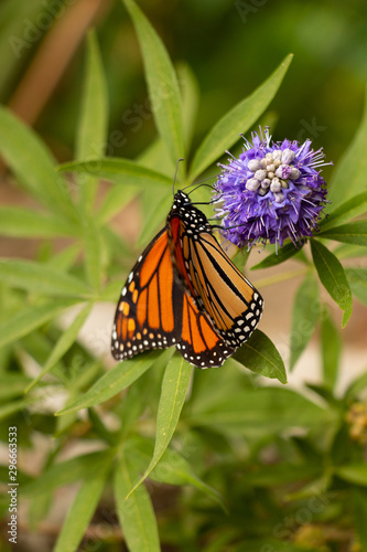 Monarch Butterfly Feeding © Melanie