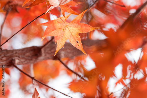 Yellow leaves on trees in autumn