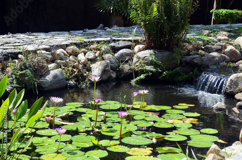 Lily pond in a Japanese garden