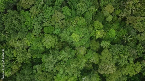 Aerial drone shot over primary Jungle tropical rain forest in Chocó, Colombia.