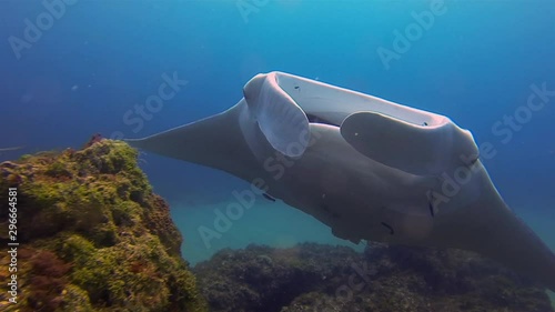 Manta Ray Mouth Close Up. Big Manta Mouth Open Wide. Mantaray Or Reef Manta Close Up Feeding & Swimming In Blue Sea Water & Sunlit Coral Reef. Underwater Filter Feeder Gills & Pelagic Marine Life Shot