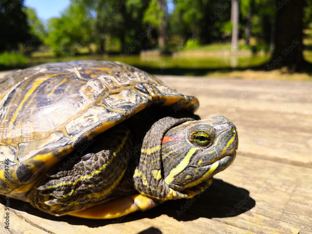 Fototapeta premium Echange de regard avec une tortue de Floride