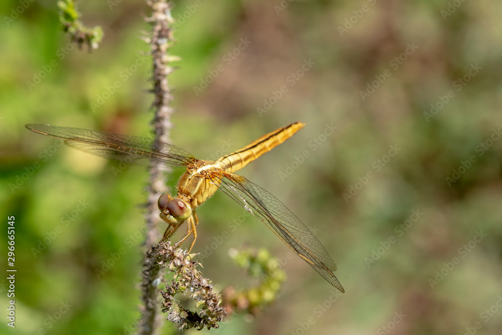 Fototapeta premium Image of dragonfly Yellow perched on the grass top in the nature.