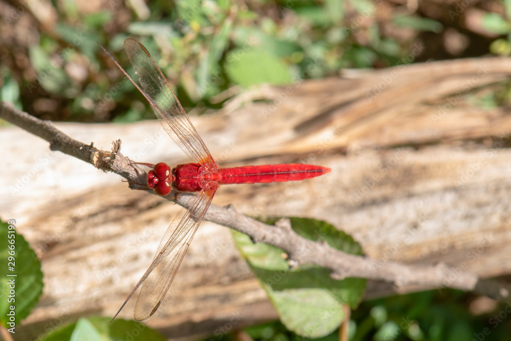 Image of dragonfly red perched on the grass top in the nature. Image of dragonfly red perched on the grass top in the nature.